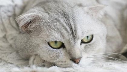 CBA全明星周末遇冷（上）：正赛门票竟然打折销售？